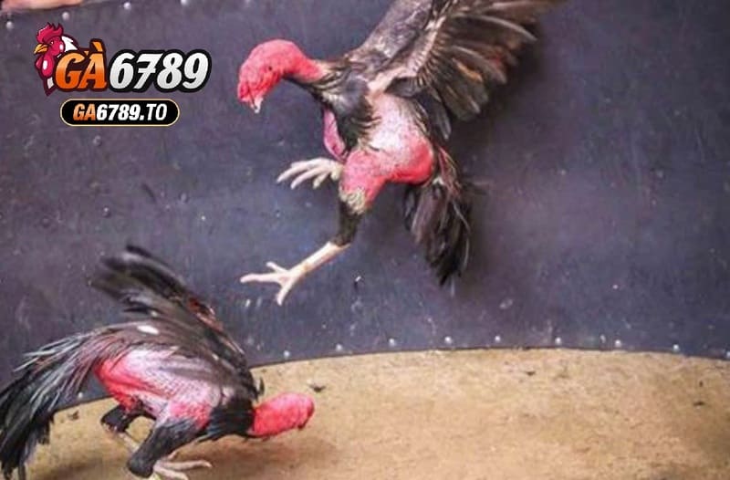 Hướng dẫn tham gia Đá Gà Asil Ga6789