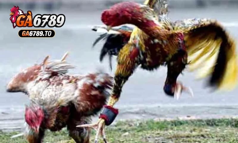 Mẹo đặt cược thắng lớn khi xem Đá Gà Asil Ga6789
