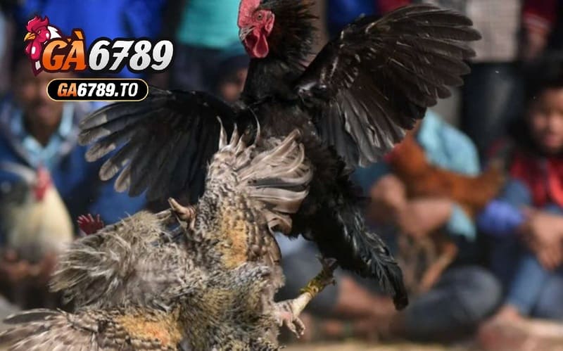 Trải nghiệm Đá Gà Asil Ga6789