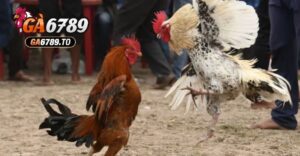 Đá Gà Casino Ga6789: Định Nghĩa và Sự Phát Triển