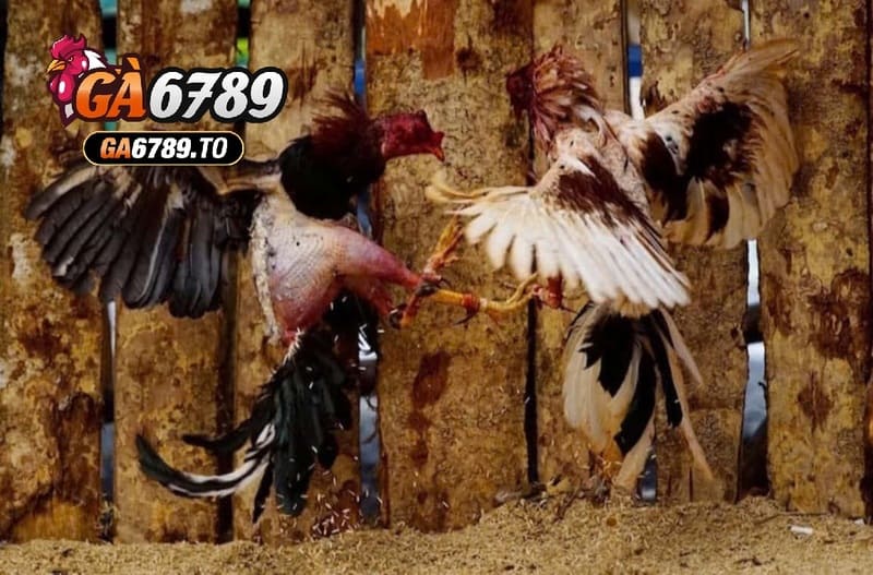 Một số dòng Đá Gà Chọi Cuba Ga6789 được cho là phổ biến nhất ở thị trường Việt Nam