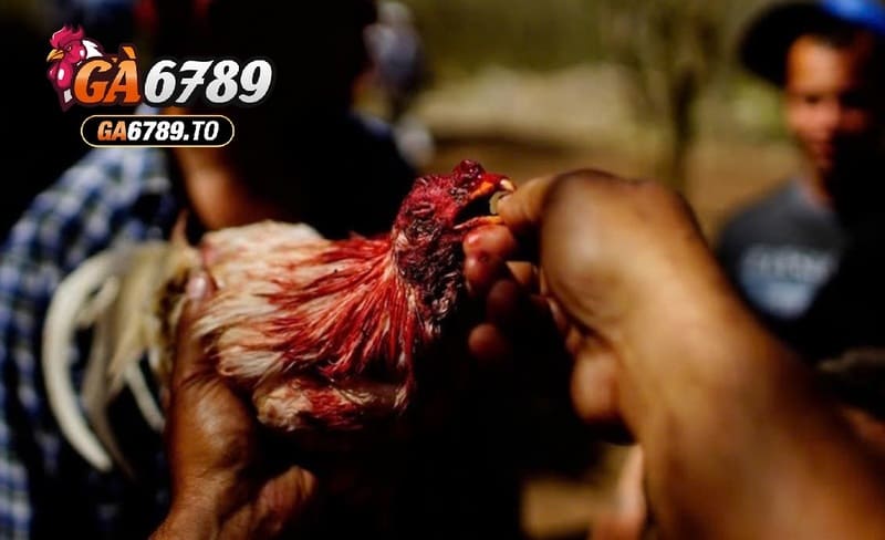 Dựa vào đâu mà giá giống Đá Gà Chọi Cuba Ga6789 được cập nhật cao đến thế