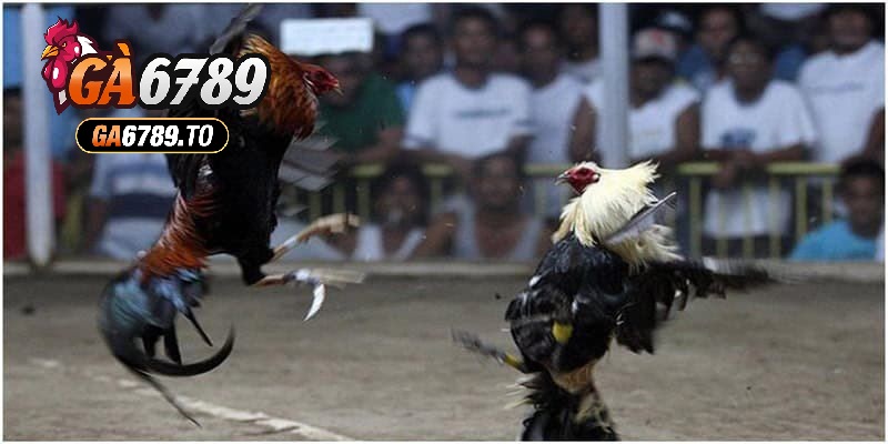 Hình thức chọi gà phổ biến và chuyên nghiệp