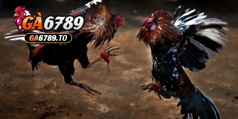 Thời gian chiến đấu một trận Đá Gà Cựa Dao Ga6789