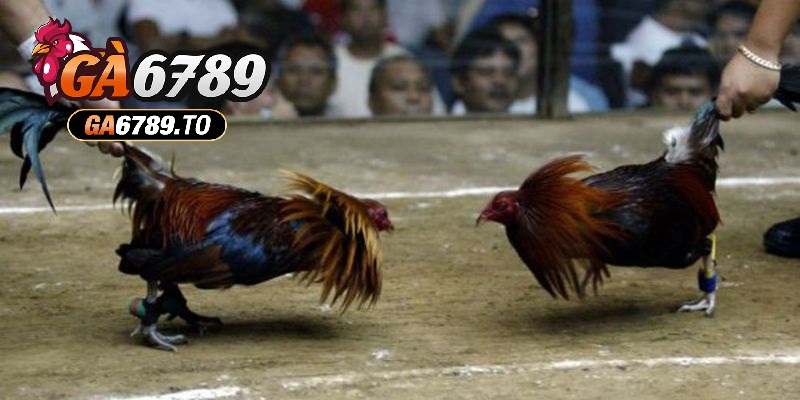 Sự đa dạng về giống linh kê Đá Gà Cựa Dao Ga6789