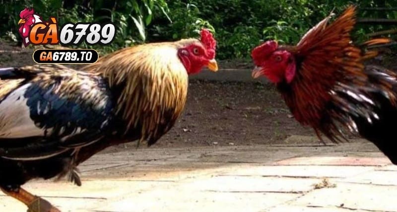 Đá Gà Cựa Sắt Ga6789