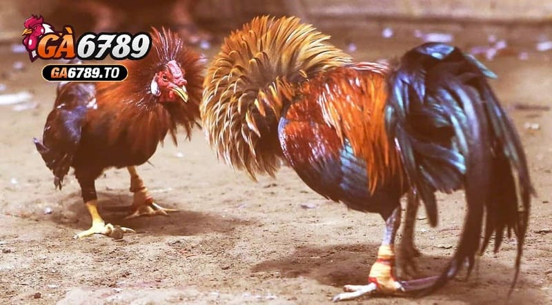 Cược Đá Gà Cựa Sắt Ga6789 với 3 lựa chọn