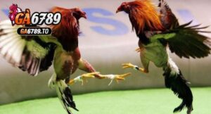 Thành công của kênh đá gà cực sắt Ga6789