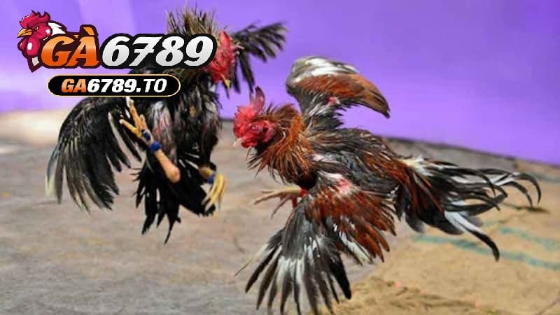Trong phần đá gà, sân chơi này đã cải thiện chất lượng hình ảnh và âm thanh