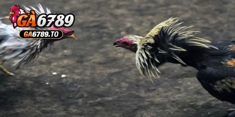 Nguồn gốc và lịch sử