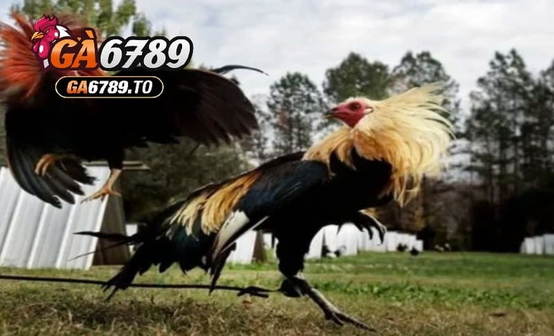 Đặc điểm của giống gà đá Mỹ