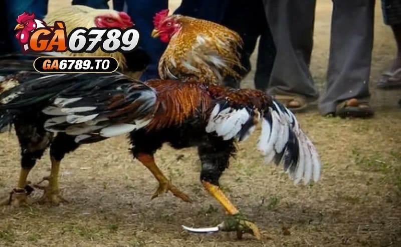 So sánh Đá Gà Mỹ Ga6789 với các loại đá gà khác