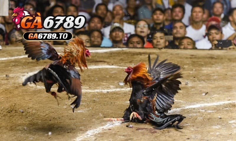 Ưu điểm chỉ có ở Đá Gà Philippines Ga6789