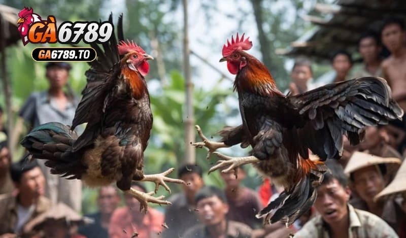 Những điều cần biết về Đá Gà Shamo Ga6789 là gì?