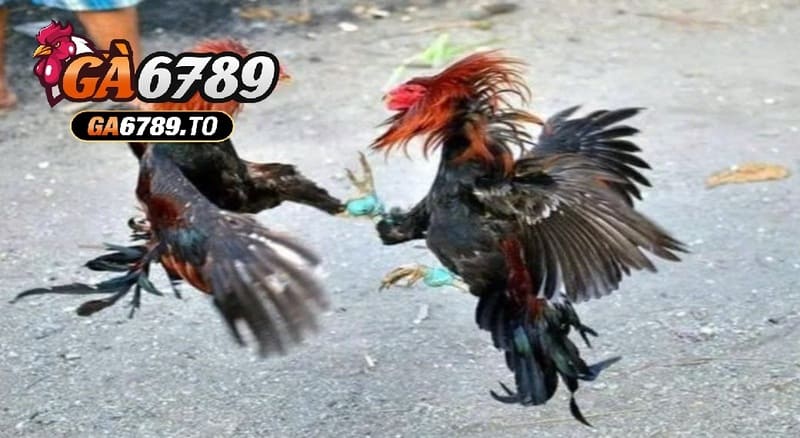 Sử dụng các loại hạt như ngô, lúa mì làm thực phẩm chính cho Đá Gà Shamo Ga6789