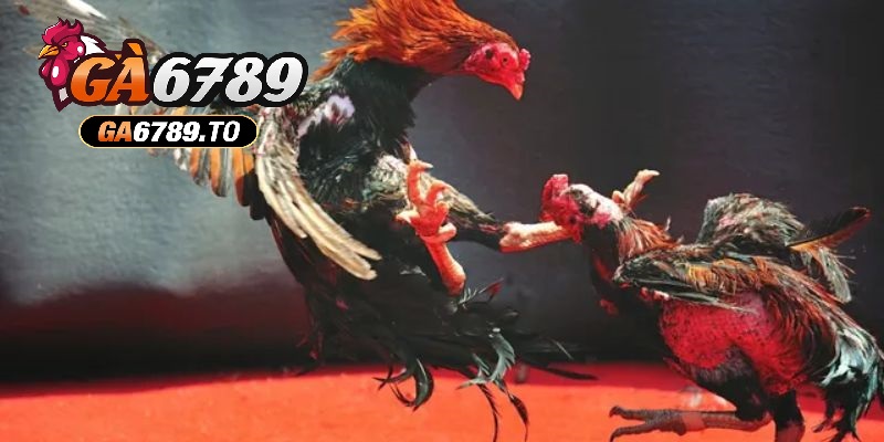 Đa dạng trận đá kê Thomo