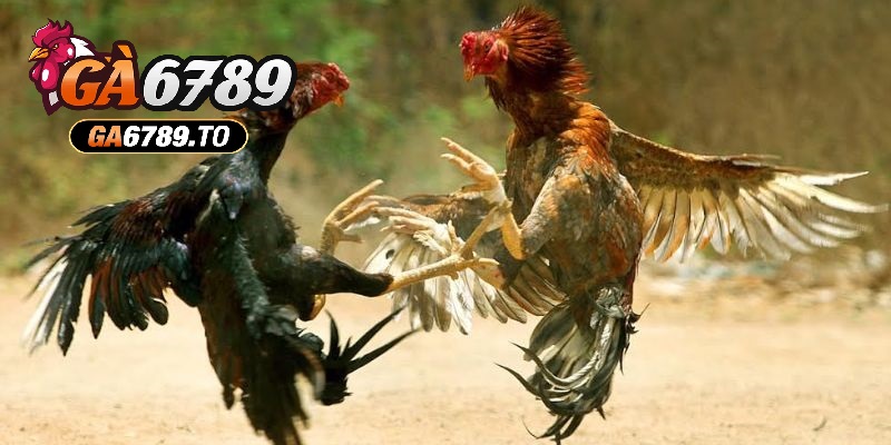 Cách phân định thắng thua Đá Gà Thomo Ga6789