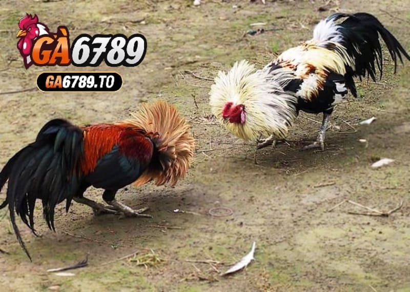 Kỹ thuật huấn luyện và chăm sóc gà tre Thomo