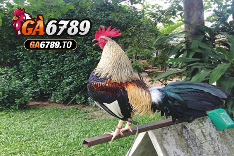 Giá trị kinh tế và văn hóa của Đá Gà Tre Ga6789