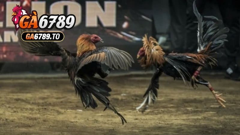 Những Giống Gà Đá ưa Chuộng