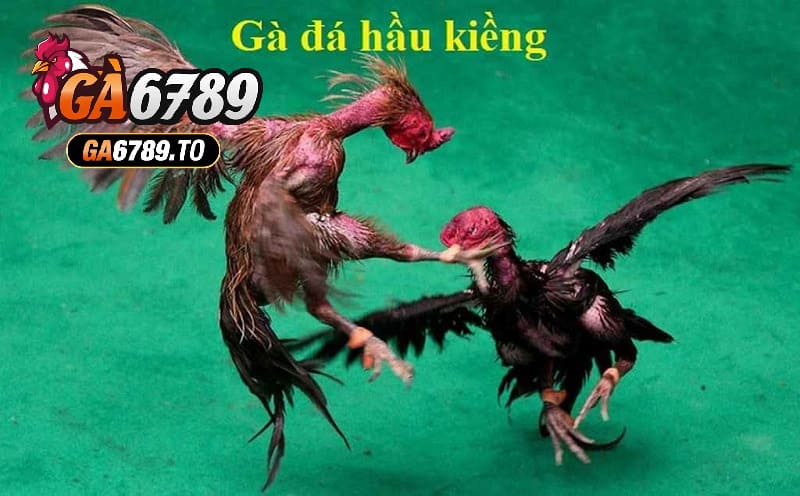 Gà Đá Hầu Kiềng Ga6789 là gì?