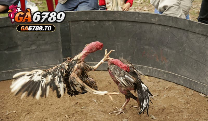Cách chọn Gà Đá Hầu Kiềng Ga6789 chuẩn