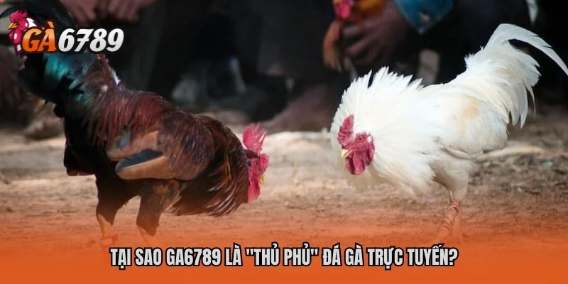 Tại sao GA6789 là "thủ phủ" đá gà trực tuyến?