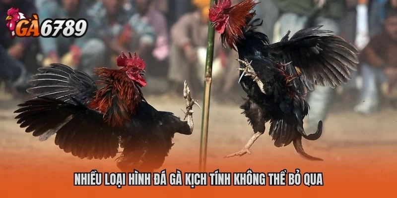 Nhiều loại hình đá gà kịch tính không thể bỏ qua